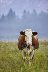 cattle