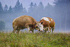 cattle