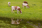 Red Holstein cattle