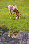 Red Holstein cattle