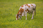 Red Holstein cattle