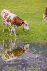Red Holstein cattle