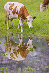 Red Holstein cattle