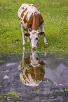 Red Holstein cattle