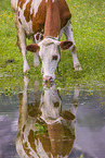 Red Holstein cattle