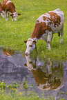 Red Holstein cattle