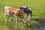 Holstein-Friesian Cattle