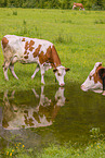 Red Holstein cattle