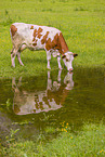 Red Holstein cattle