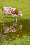 Red Holstein cattle