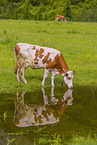 Red Holstein cattle