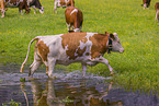 Red Holstein cattle