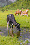 Holstein-Friesian Cattle