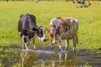 Holstein-Friesian Cattle