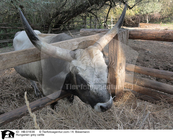 Hungarian grey cattle / HB-01636