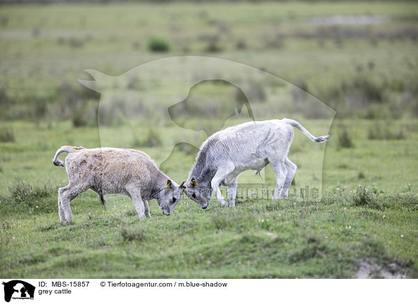 grey cattle / MBS-15857