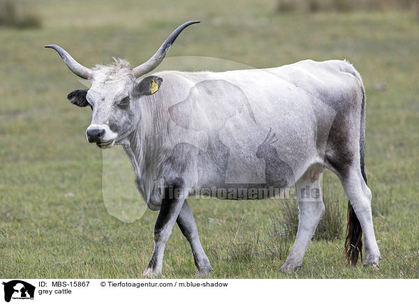 grey cattle / MBS-15867