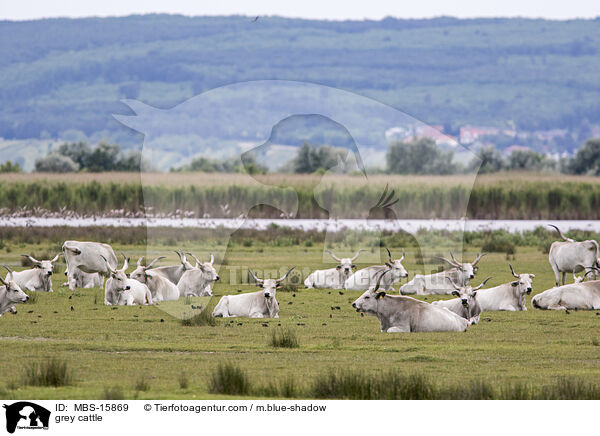 grey cattle / MBS-15869
