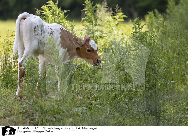 Hungarian Steppe Cattle / AM-06017