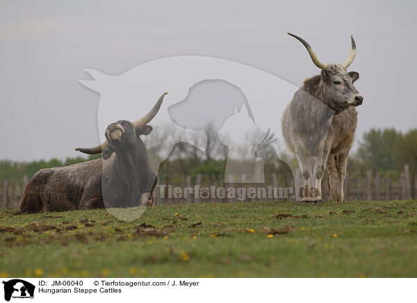 Hungarian Steppe Cattles / JM-06040