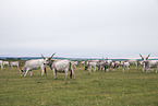 grey cattle