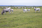 grey cattle