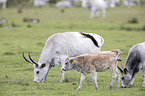 grey cattle