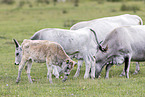 grey cattle