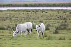 grey cattle