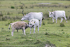 grey cattle
