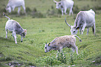 grey cattle