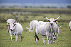 grey cattle