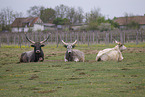 Hungarian Steppe Cattles