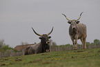 Hungarian Steppe Cattles