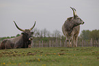 Hungarian Steppe Cattles
