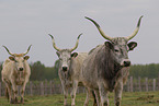 Hungarian Steppe Cattles