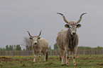 Hungarian Steppe Cattles