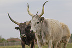 Hungarian Steppe Cattles