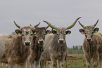 Hungarian Steppe Cattles