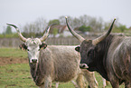 Hungarian Steppe Cattles