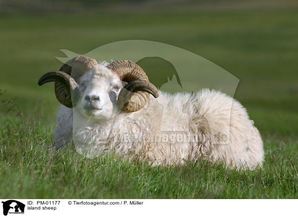 Island Schaf / island sheep / PM-01177