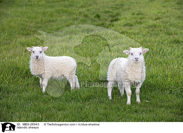 Islandschafe / Islandic sheeps / MBS-26943
