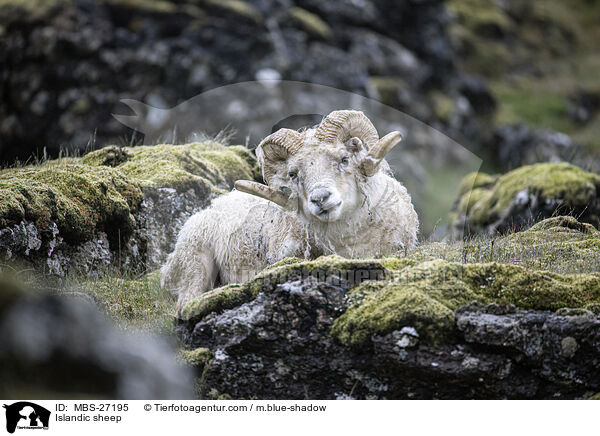 Islandic sheep / MBS-27195
