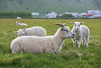 Islandic sheeps