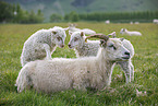 Islandic sheeps