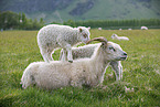 Islandic sheeps