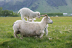 Islandic sheeps
