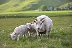 Islandic sheeps