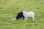 Islandic sheeps