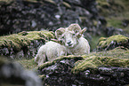 Islandic sheep